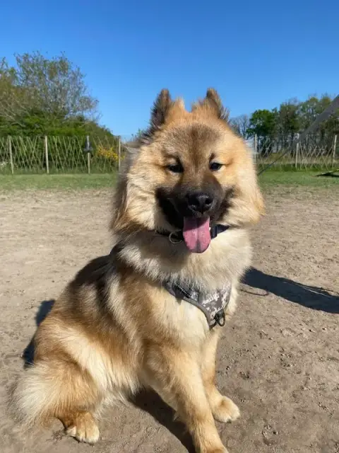SO'Education Canine