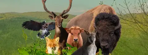 Parc animalier du Hérisson