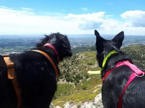 Les Animaux d'Elodie