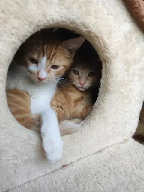 Un Coin De Félitude: pension et comportementaliste pour chats (cat-sitting également)