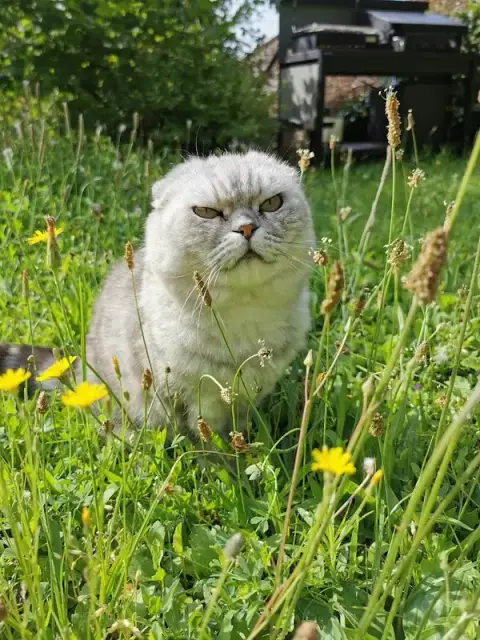 Gardiennage Animaux Nancy et Agglomération