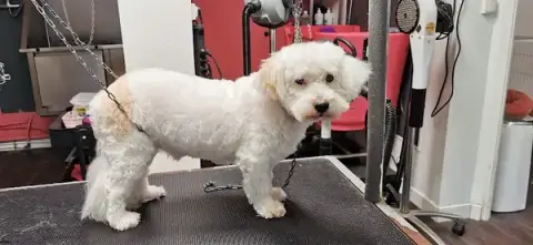SWEETY DOG