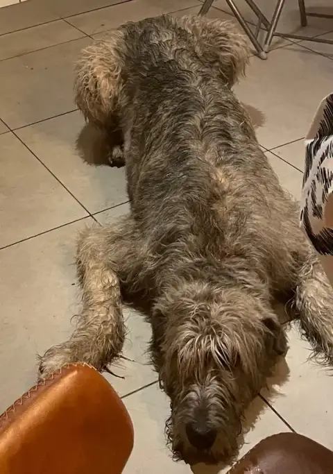 Vet'à la Maison