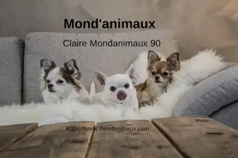 MOND'ANIMAUX