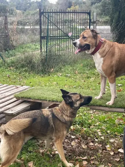 EduCanin83 (anciennement Dog Life) - Education canine comportementaliste - Carnoules Va