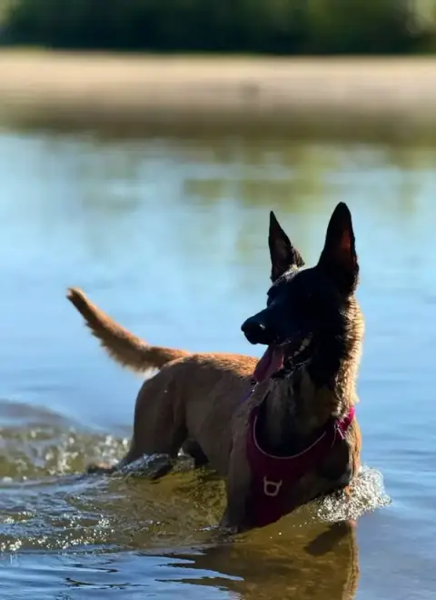 Trybalka (Éducation et Loisirs Canins)