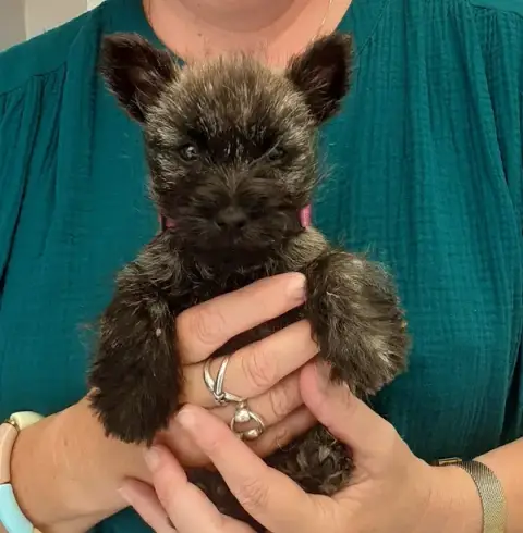 Pension Canine LVC