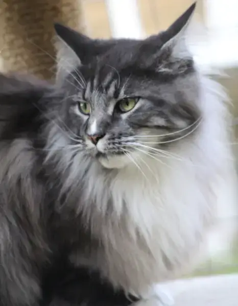 CCdépanne! Chats dépanne!