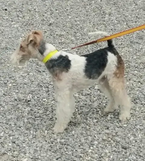 Chic Canin