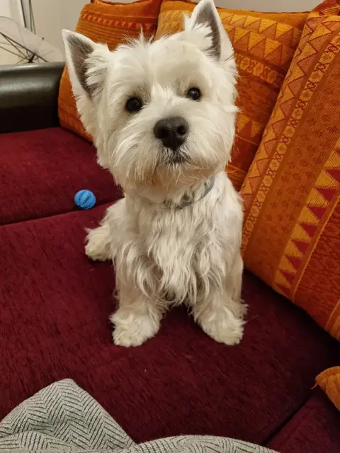 Au Garden Dog