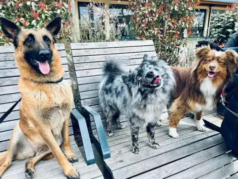 50 Nuances de chiens
