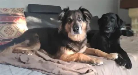 Educateur comportementaliste canin | Spécialiste en anxiété de séparation
