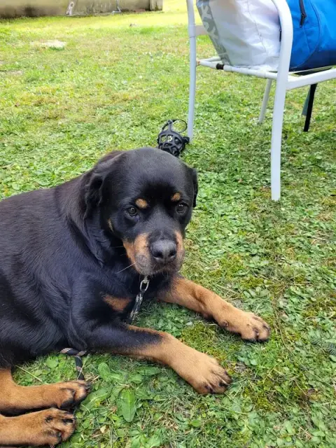 SOS DOG