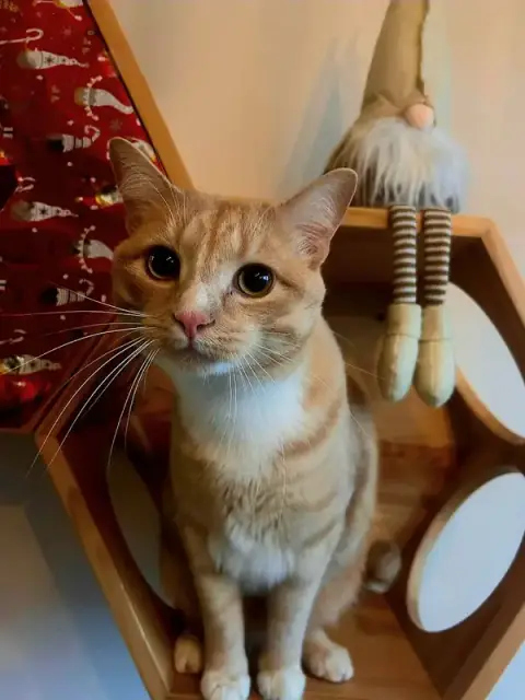 Domaine d'Aéris - Hôtel / Pension pour chats près de Clermont Ferrand dans le Puy de Dôme