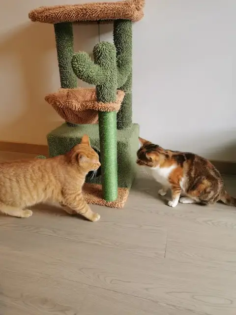Hotel pour Chats Chez Tonton