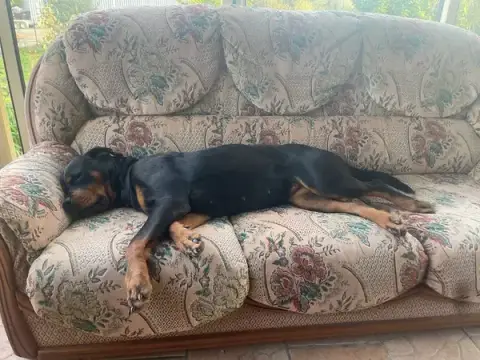 Laure Education Canine (LEC)