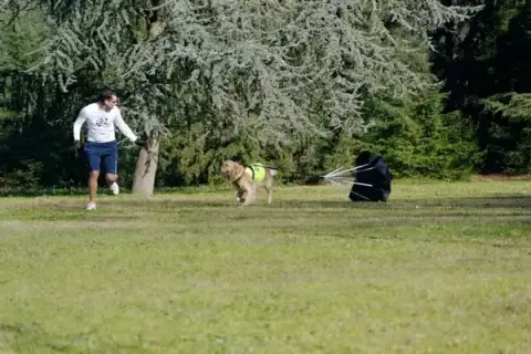Bordog