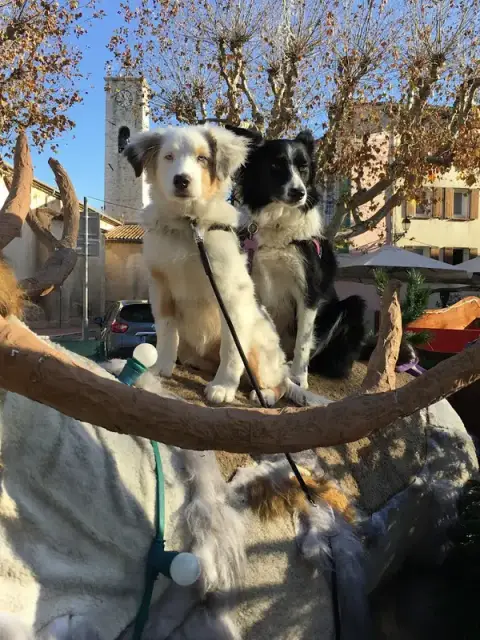 Doggy's Cool Educateur canin comportementaliste 06 Alpes Maritimes