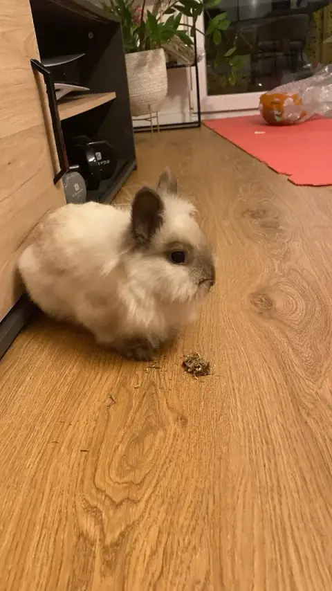 Bunny Binkies Alsace