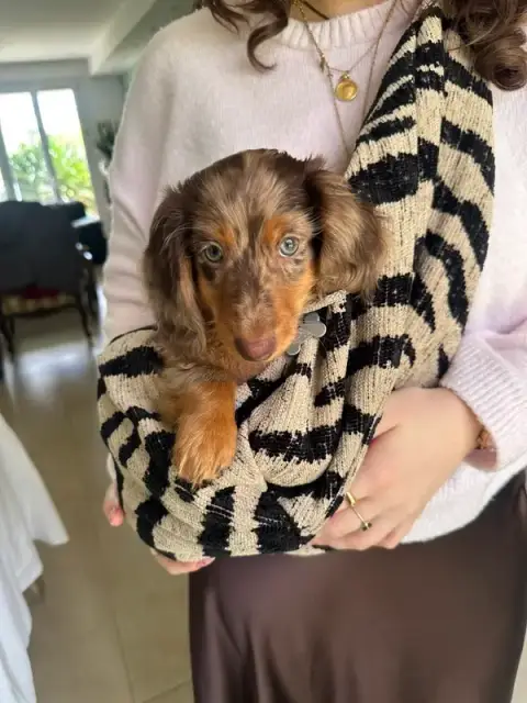Le Petit Dan