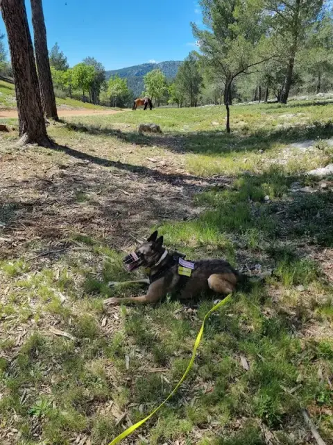 Les Chiens de Marseille