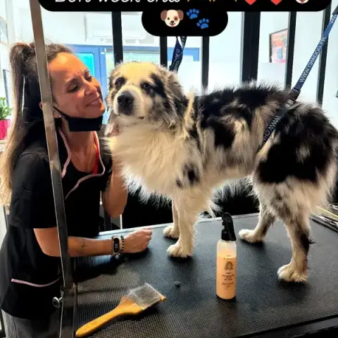 La main à la patte, salon de toilettage chiens & chats sur RDV du Lundi au Samedi