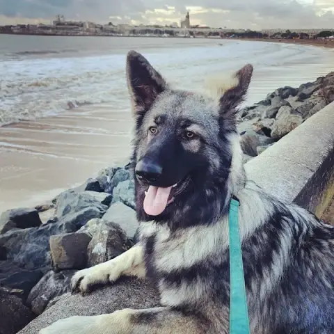 HOTEL Chien - Chat - Ocean Dog & Cie