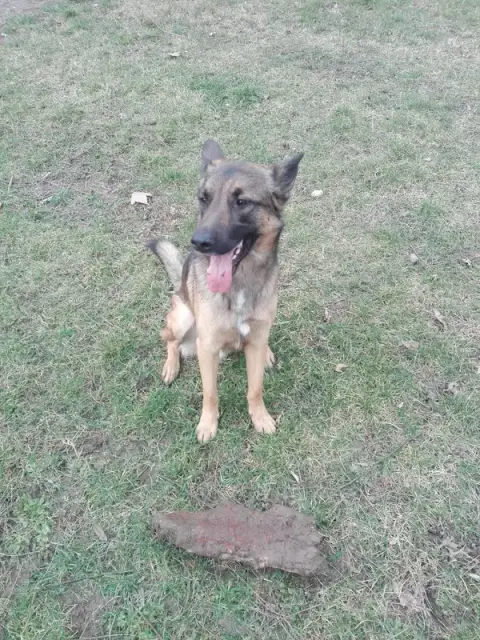Allodogs & Cie
