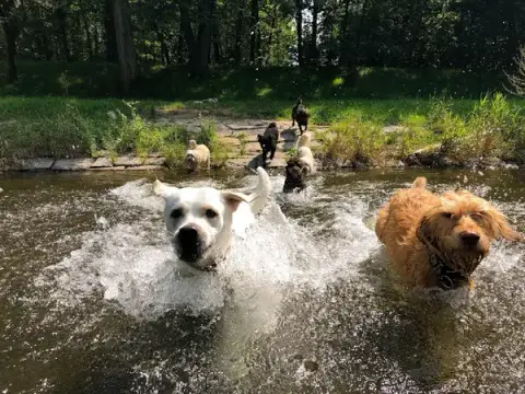 Dog Garden