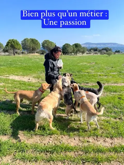 HAPPY DOGS Pension Canine Familiale sans Box