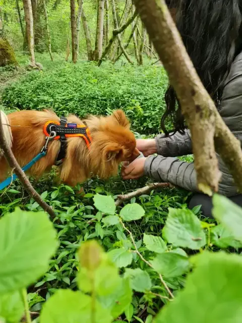 Osmo'z - Educateur canin comportementaliste Annecy - Mantrailing - Detection