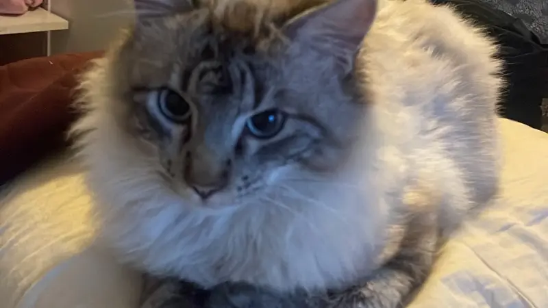 Chat Siamois- Kiri 🐈