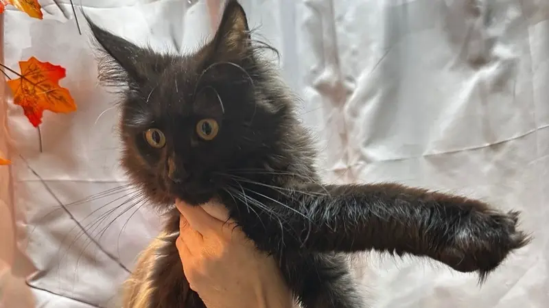 Chat Maine Coon