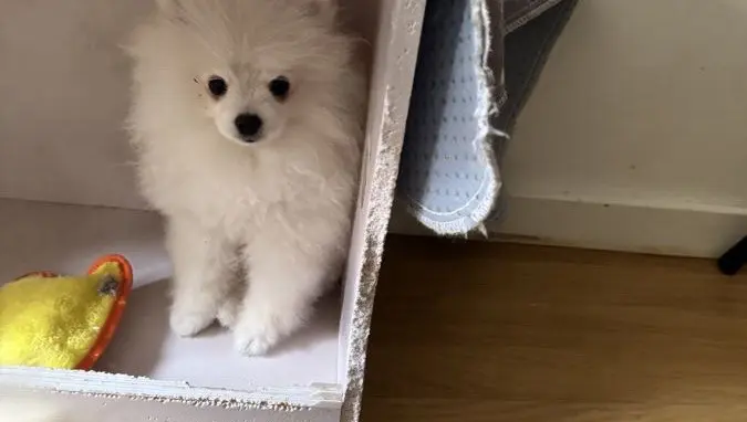 Spitz