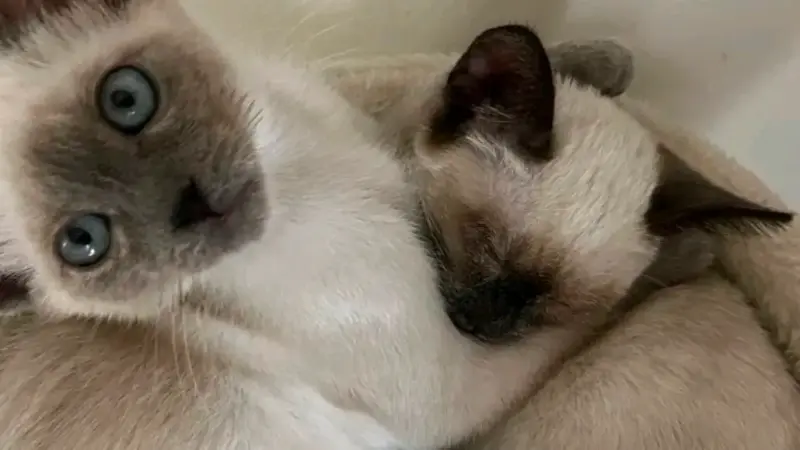 Chatons siamois à donner