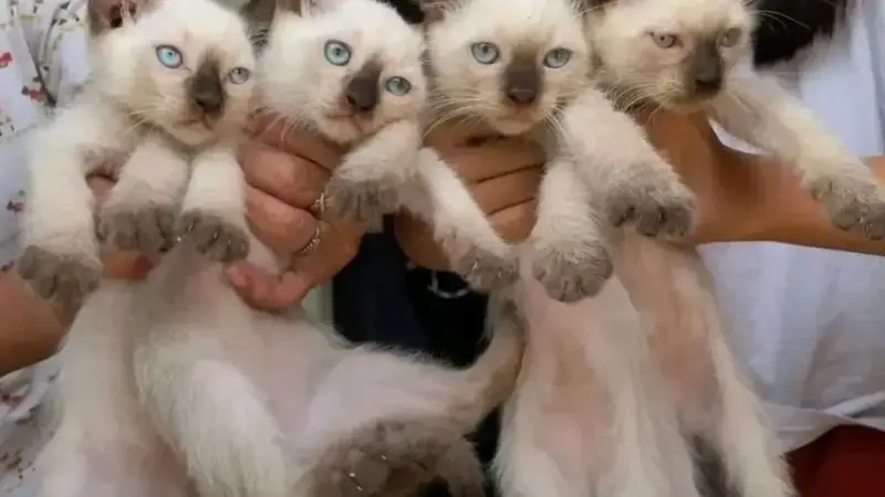 Adoption chaton siamois