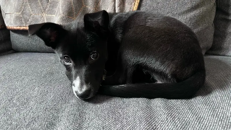 Adorable Chiot Shiba
