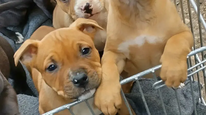 Staffie bull terrier né le 18 février une jolie