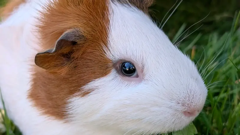 Punky à l'adoption en duo avec son papa