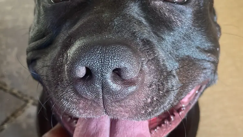 Milo