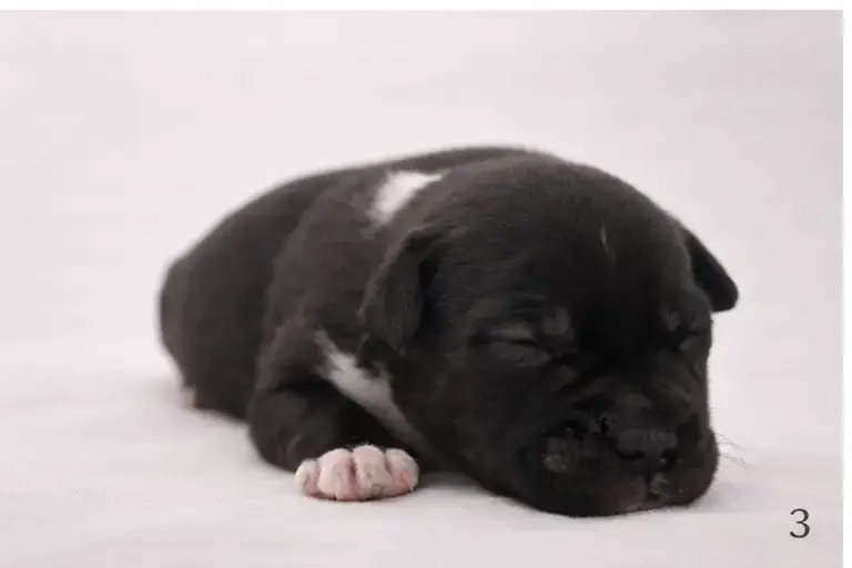 Staffordshire Bull Terrier  Chiot Bringé Foncé Et Bla 5e876