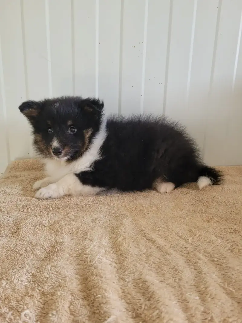 Shetland Sheepdog  Chiot N°1 Des Terres De Bourguenai 0ab08