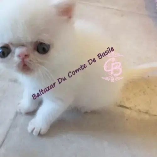 5 British Shorthair