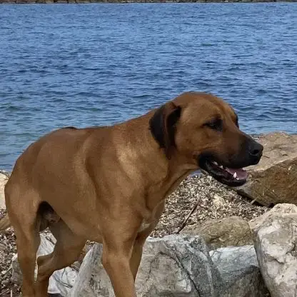 Chiots Rhodesian Ridgeback