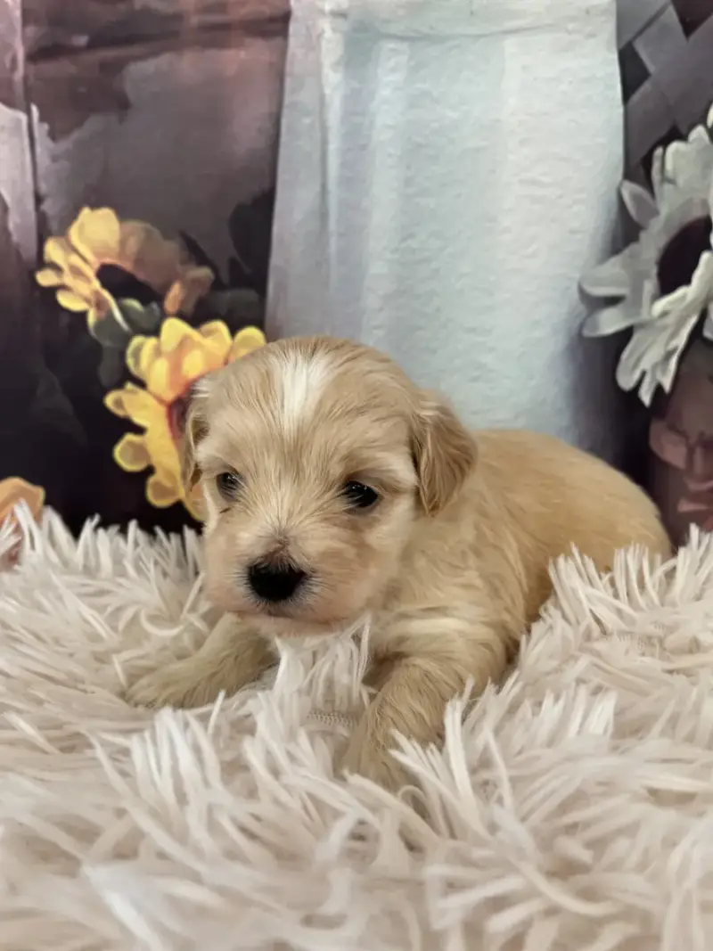 Bichon Havanais  Barnay Des Trois G
