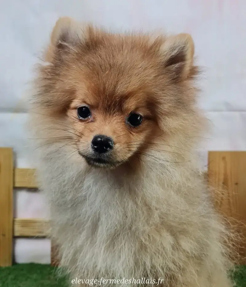Spitz Allemand  Apollon Du Mont De La Chenaie