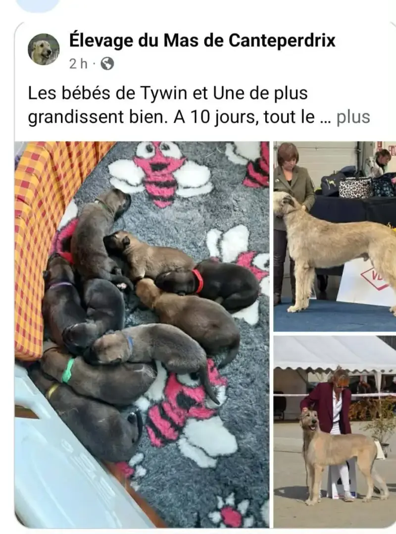 Levrier Irlandais  Chiot N°6 Du Mas De Canteperdrix 0fb29