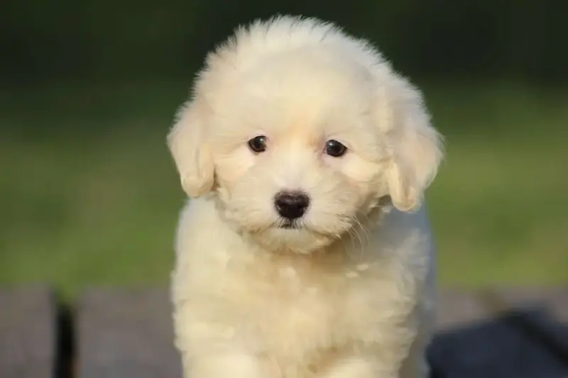 Coton De Tulear  Benson Le Bois De La Brousse