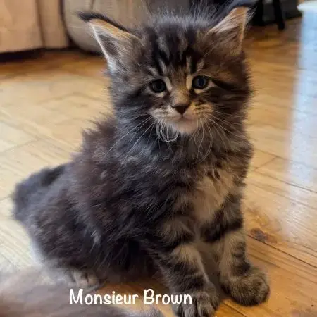 Magnifiques Maine Coon Loof À Réserver