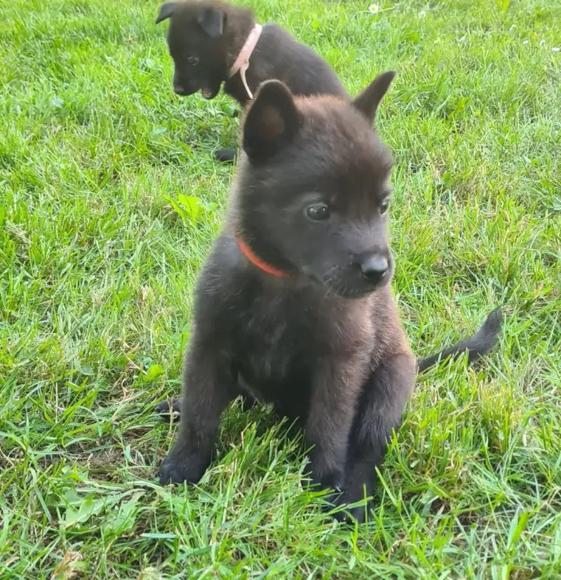Berger Hollandais  Chiot 7 Du Domaine Du Pont De Loye d2a3c